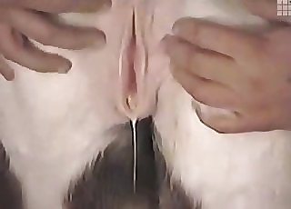 Sexy farm animal looks so fuckable